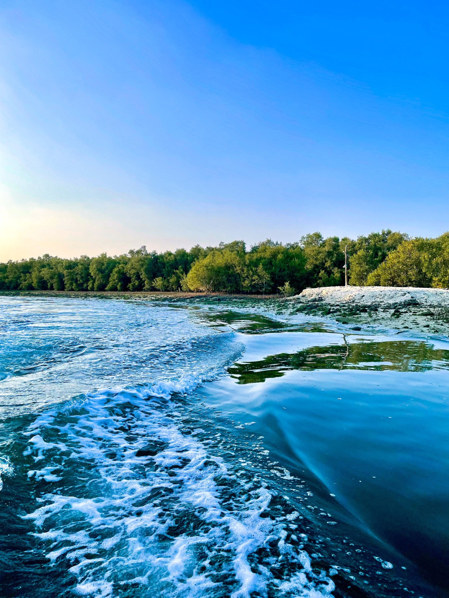 Mangrove forest and waterways in Abu Dhabi